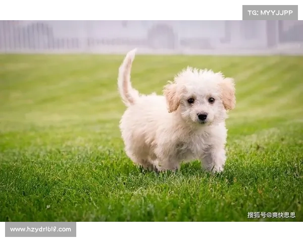 如何有效利用森贝儿系列表情包提升社交互动和情感表达技巧